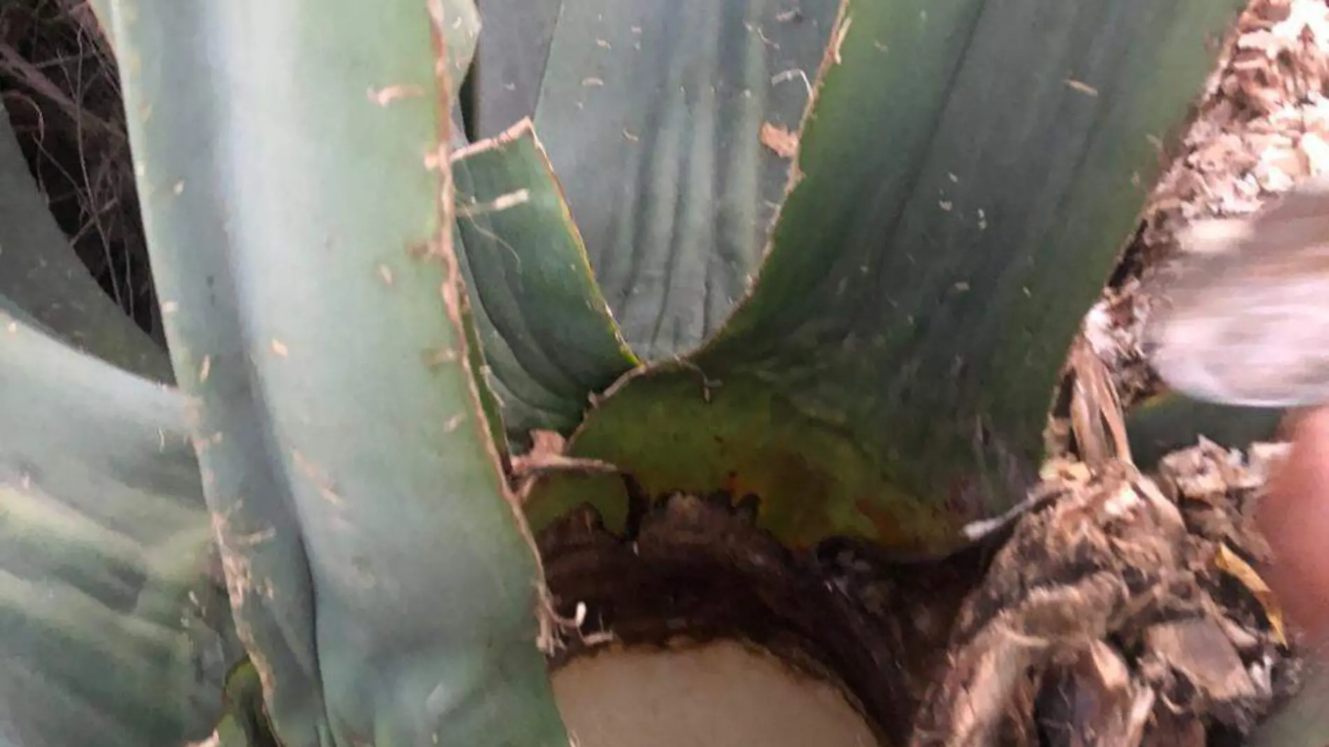 pulque (1)